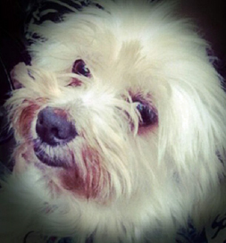 dog-adoption-american-eskimo-kiki-allshouse KiKI, an adopted American Eskimo dog