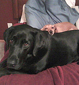 dog-adoption-greyhound-beagle-poco-rempfer_edited-1 Poco, Deja's companion