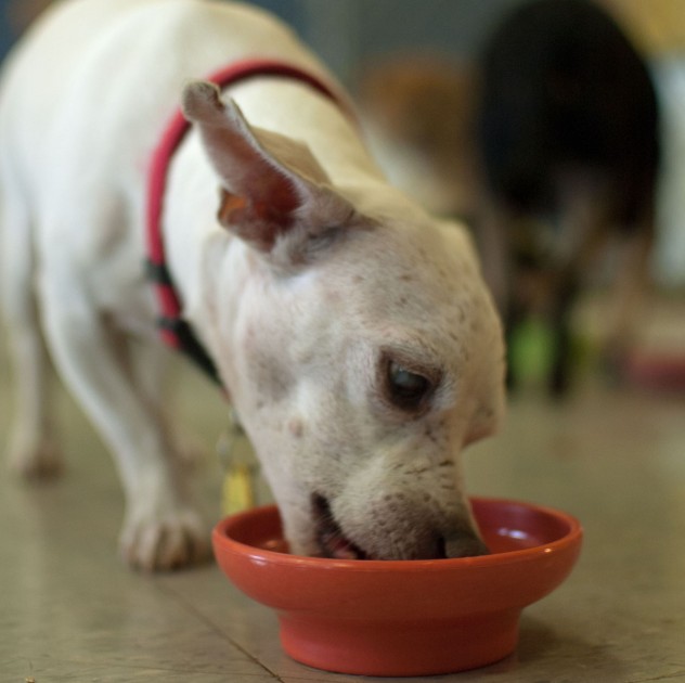 pupsicle-recipe-dog-AZ236-22359210 Nicky Eats Pupsicle