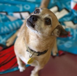 pupsicle-recipe-dog-AZ236-26093324 Rizzo Looks UP