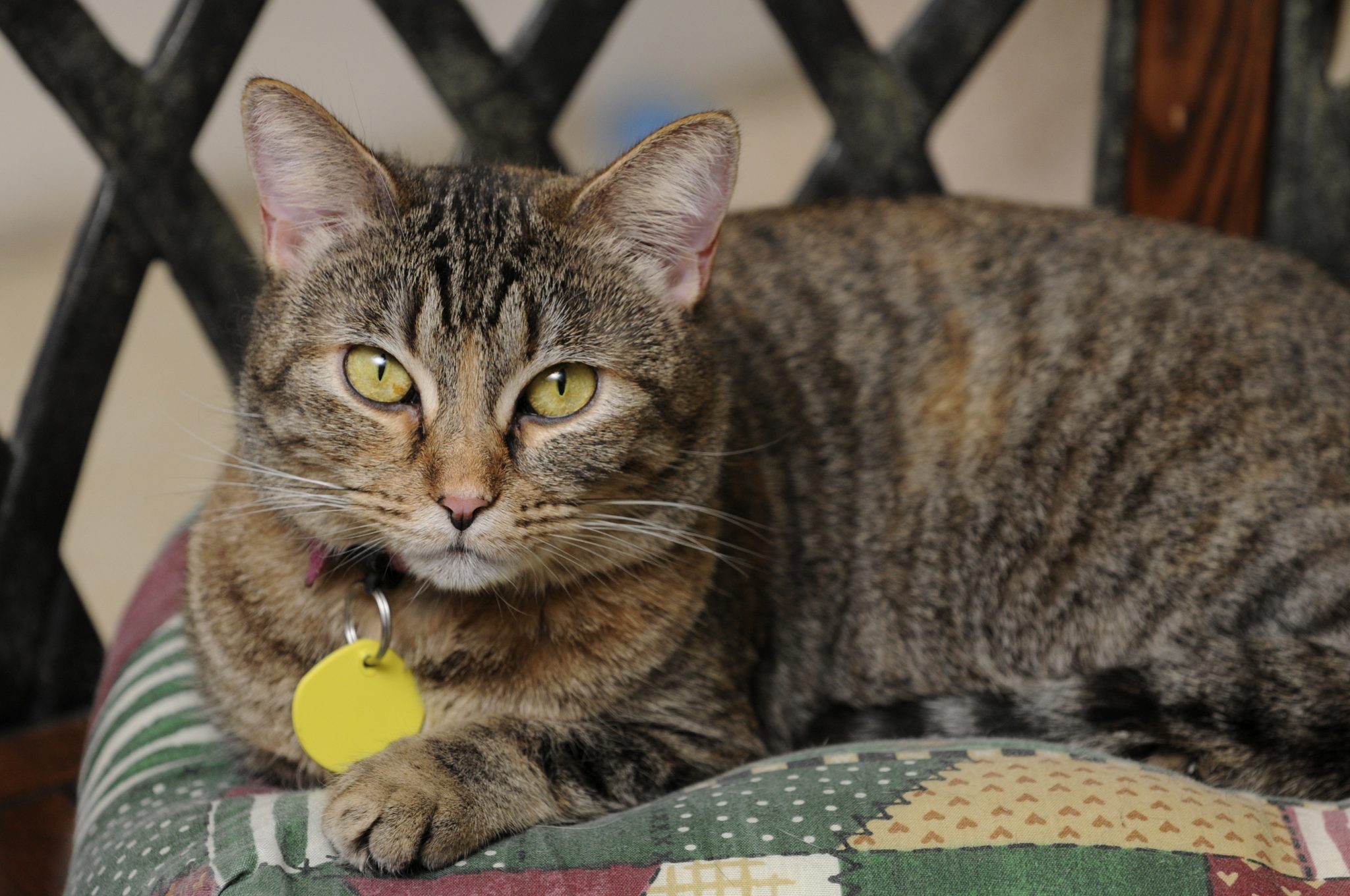 Why Should My Cat Wear a Collar and Tag? Petfinder