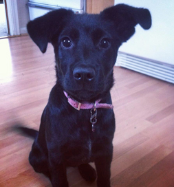 dog-adoption-penelope-fitzpatrick Penelope Fitzpatrick