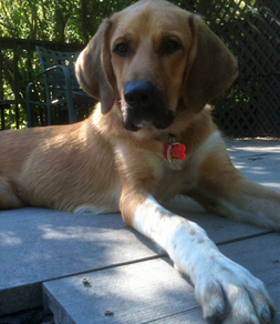 dog-adoption-woody-thrasher Woody Thrasher