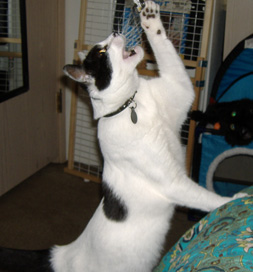 cat-adoption-roxie-orton Roxie Orton