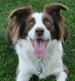 Joy, an adopted border colliee