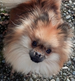 Munchkin, a Pomeranian dog-adoption-pomeranian-Munchkin-Nelson
