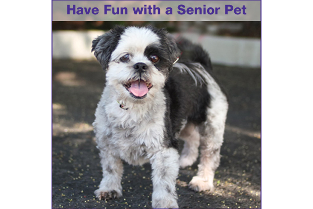 This holiday season, give the gift of family to senior ...