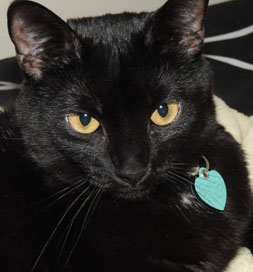 Stella Luna, a domestic shorthair cat