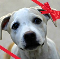 Brandy_ribbon_sq