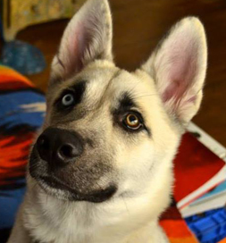 Konga pays close attention to his human and may one day be her service dog.