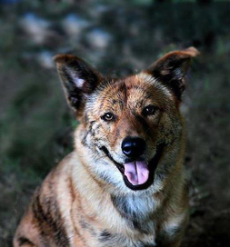 Ripley has a big smile for everyone he meets.