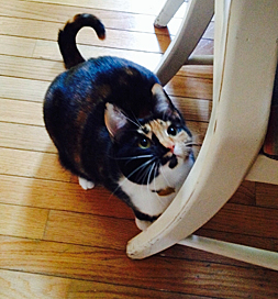 cat-adoption-calico-marigold-trust