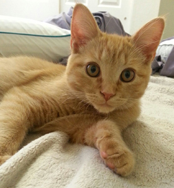 Pumpkin is ready to leap into action, bringing lots of laughs to his new family.