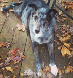 This handsome Aussis mix found happiness in a new home after almost a year in a shelter.