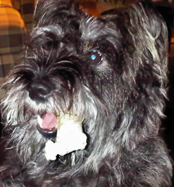 dog-adoption- cleveland-sinker