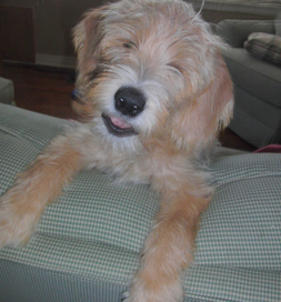 Tazzy Roo filled an empty spot in her adopter's heart.