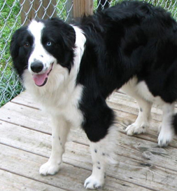 Border Collies like Shadow, an adoptable dog in Arkansas, were subjects in the study.