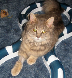 Junipurrr, rescued with a broken leg, recuperates in a loving home.