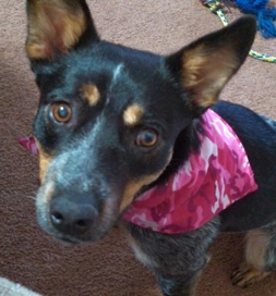 True to her breed, Dixie keeps a watchful eye on what's going on.