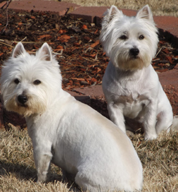 Winston and Reba hang out in the back yard.