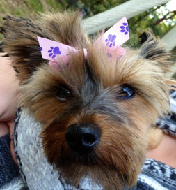 Chere offers joy and comfort to her pet parent, as well as some laughs.