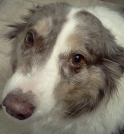 Lady Cassidy has an uncanny ability to know when Sherry needs extra love.