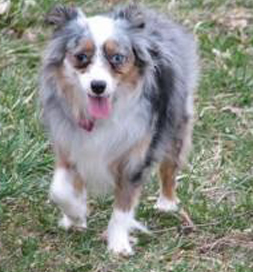 Arianna found a loving home far away from where she lived in a puppy mill.