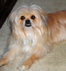 Charly's playful enthusiasm brightens his home.