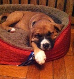 Dylan snoozes after some energetic puppy play.