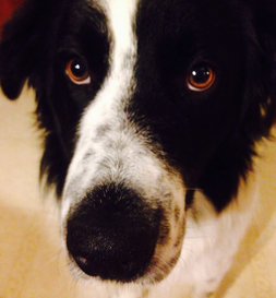 Nigel's brown eyes are hard to resist.
