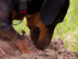dog eating poop