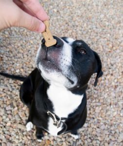 Owner Training Dog with Treats