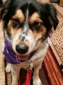 BlogPaws is Pet Friendly