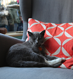 One adoptable kitty takes a break.