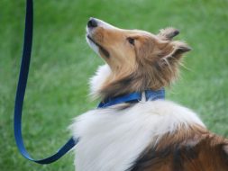 Dog safely on leash.