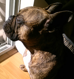 MJ likes to see what's going on outside in the neighborhood.
