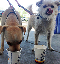 Lemmy (right) has woofed down his pupachino before Buddy has finished.