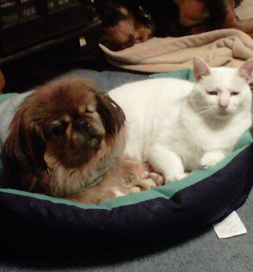 Kimchee settled into the family as if she'd always belonged there.