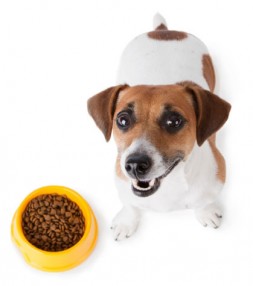 Puppy with food
