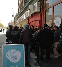 People eagerly wait for the doors to open at the Cat Cafe.