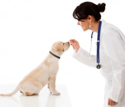Those dogs have positive associations with the veterinarian's office.