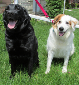 Fezzik (left) is a good friend to Annie, who is blind.