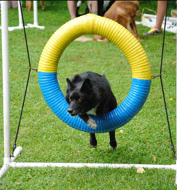 Nina has the right stuff for agility.