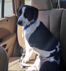 Finn gets around fine on three good legs -- and sometimes by car.