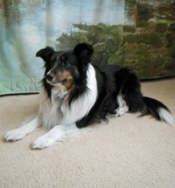 Lady Melody Rose has breezed through training and is a Canine Good Citizen.