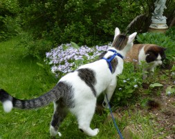 cat looking at bushes