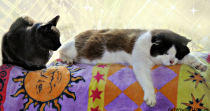 Tired Cats