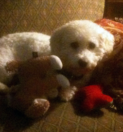 Amy settles in a favorite spot with her toys.