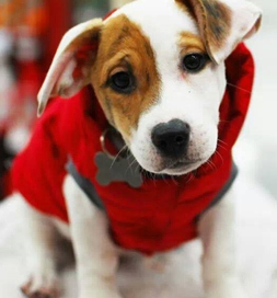 Clyde's puffy red coat kept him warm during a cold Michigan winter.