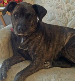 Hope enjoys time on the couch.